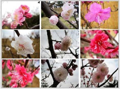 青岛梅花节