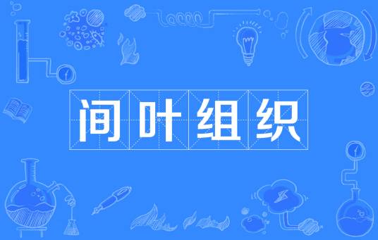 间叶组织