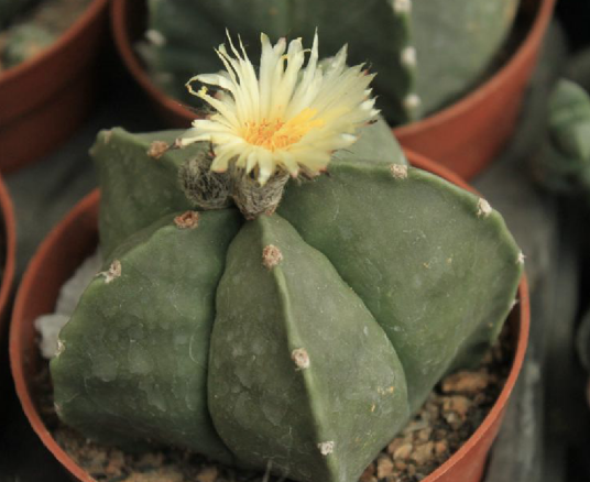 鸾凤玉（仙人掌科星球属动物植物）