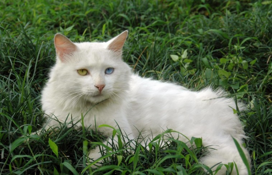 临清狮猫