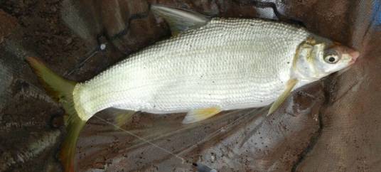 银鲴