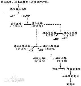 糖异生