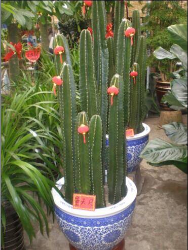 量天尺花（仙人掌科量天尺属植物）