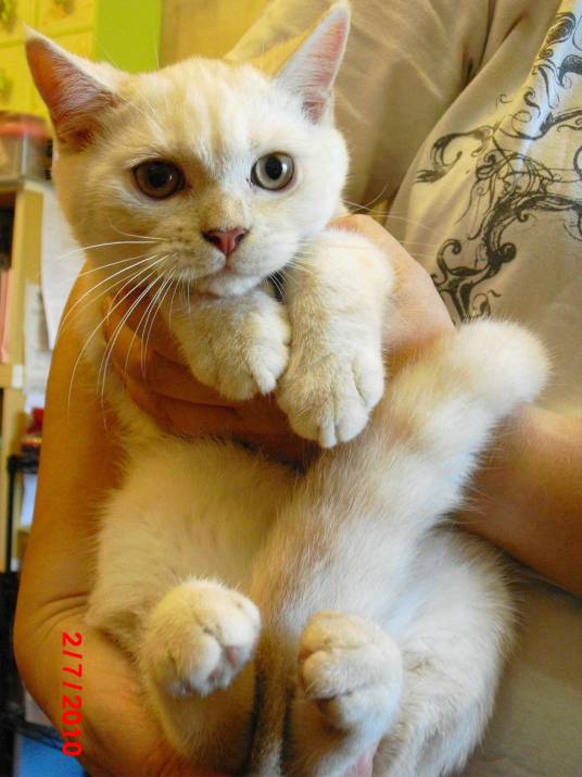 金色猫