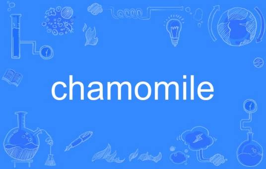 chamomile
