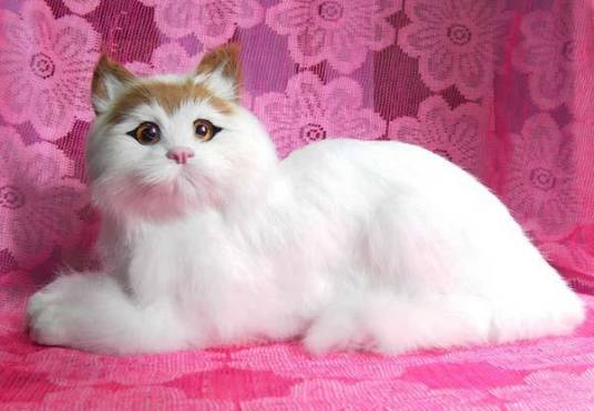 蒂凡尼猫