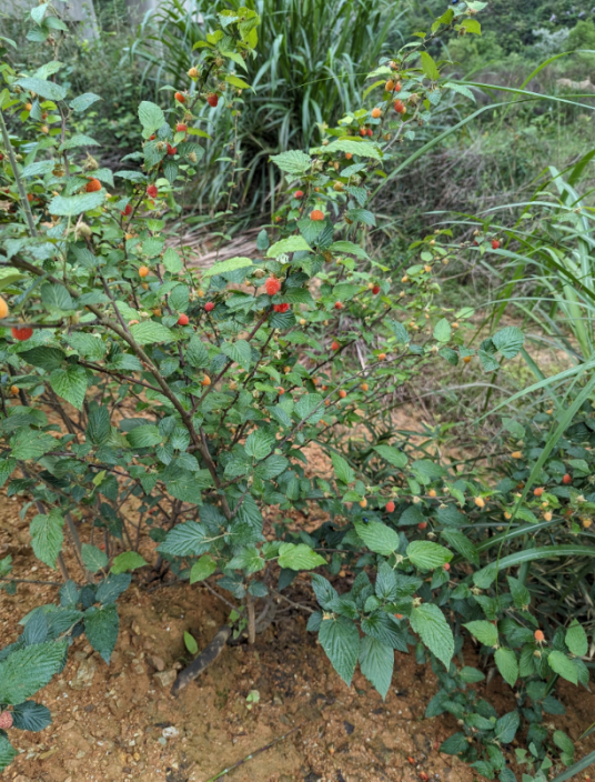 山莓（蔷薇科悬钩子属的一种植物）
