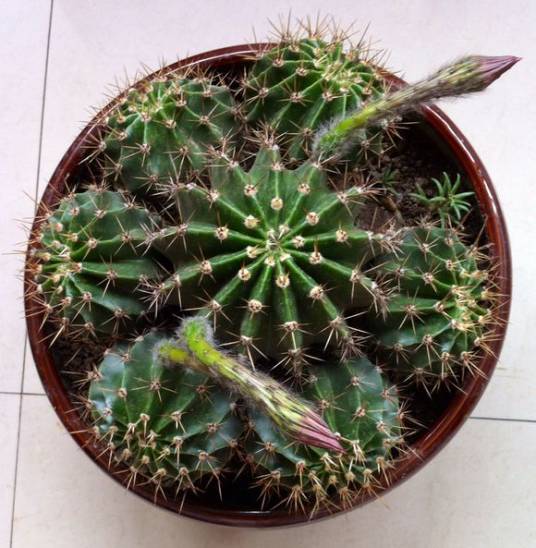 长盛丸