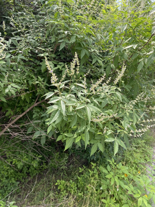 黄荆（唇形科牡荆属植物）