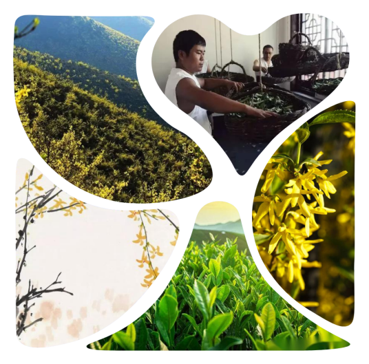 冠山连翘茶