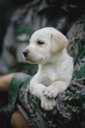 小米（电视剧《神犬奇兵》军犬）