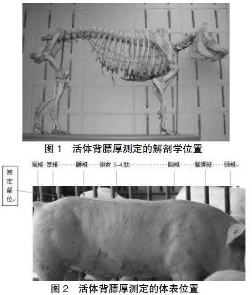 眼肌面积