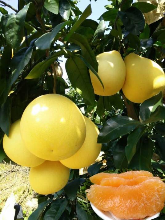 黄金蜜柚