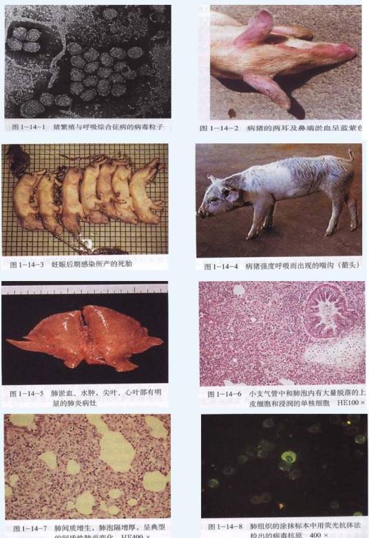 猪繁殖与呼吸综合征
