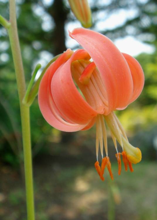 条叶百合