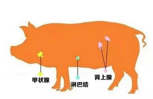 猪三腺