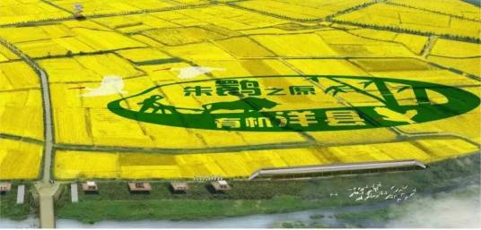 2024中国最美油菜花海汉中旅游文化节