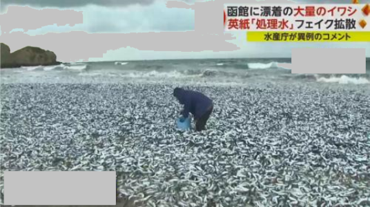 12·7日本北海道海岸现沙丁鱼尸体事件