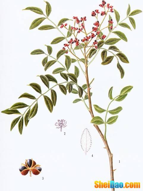 毕茄
