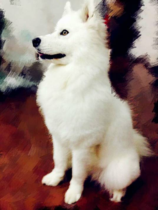 金眼萨摩犬