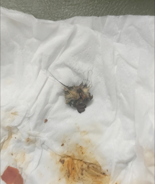 3·18豆瓣酱中吃出鼠头事件