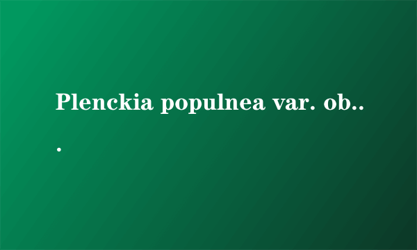 Plenckia populnea var. obovata