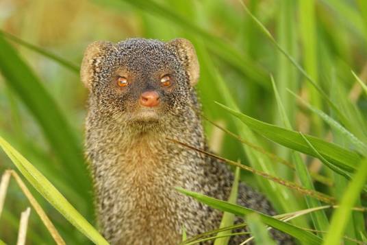 灰獴