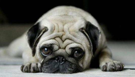 巴哥犬