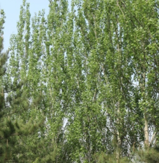 杨属