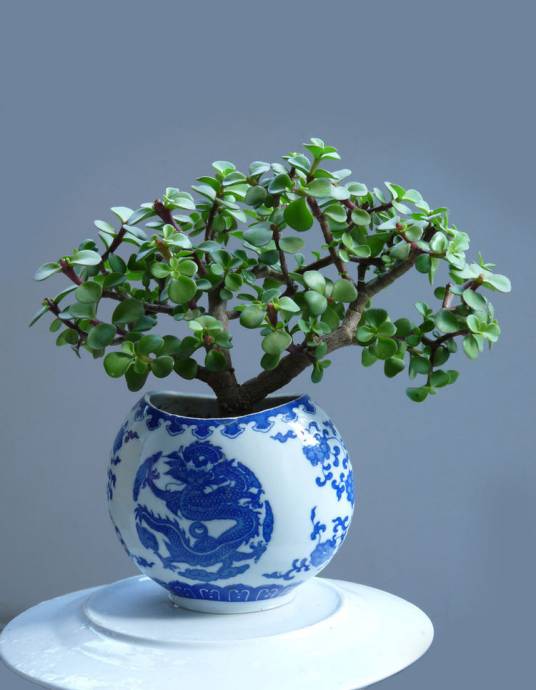 玉叶（马齿苋科马齿苋属植物）