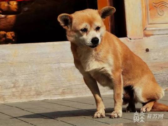 黄主任（江苏省海安中学的一只网红狗）
