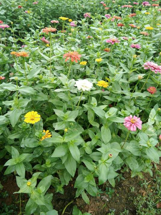 金鸡草