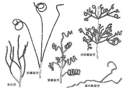 链霉菌