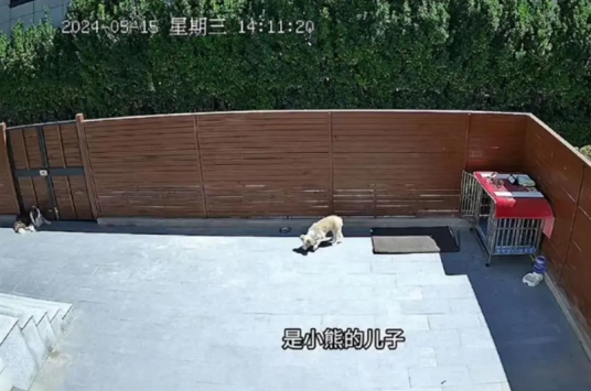 5·15廊坊宠物犬死亡事件