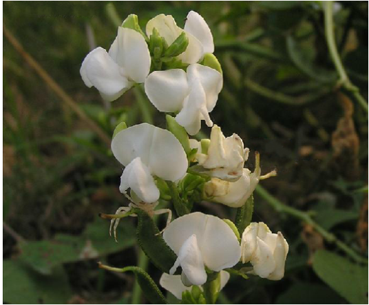 扁豆花（中药）