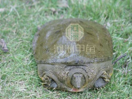 河洲甲鱼