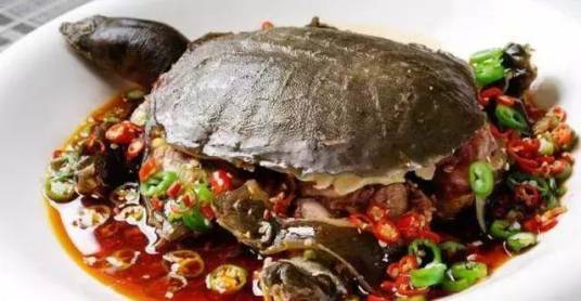 红烧龟肉