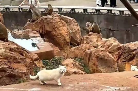 2024年昆明动物园“猴猫共处”事件