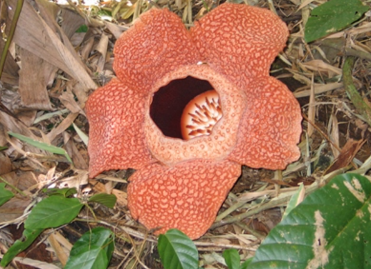 大花草属