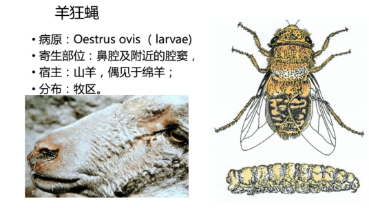 羊狂蝇