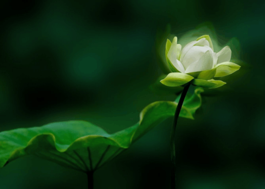 黄中李