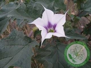 风茄花