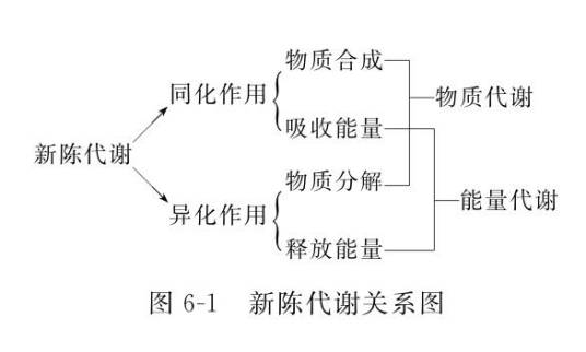 新陈代谢